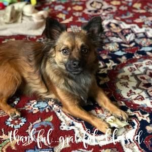 Meet your Posher, Ellen